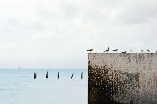 seagulls birds gulls