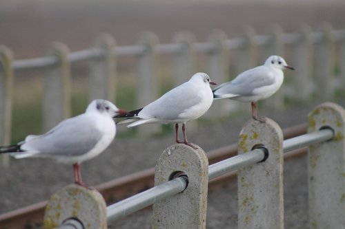 seagulls  seaside  coast
