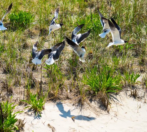 seagulls  flight  birds