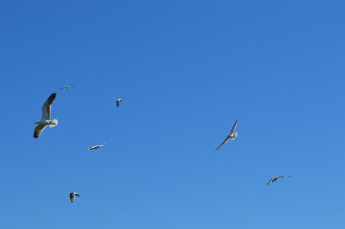 seagulls fly birds