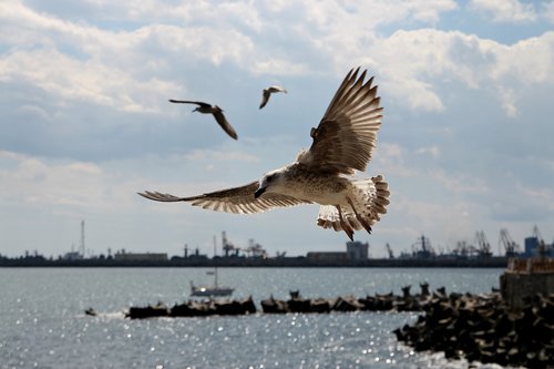 seagulls  flight  water