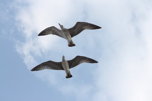 seagulls  pair  two