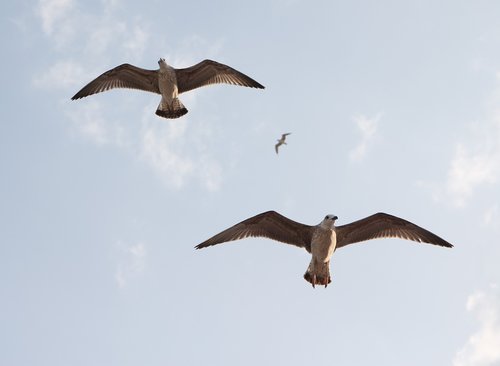 seagulls  flight  birds