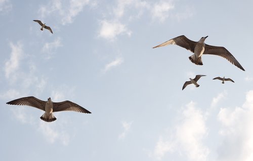 seagulls  flight  birds