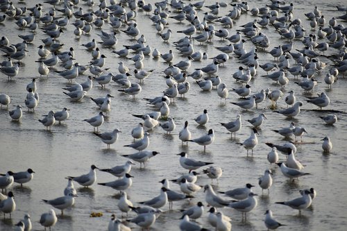 seagulls  flock  birds