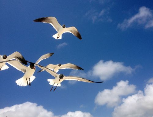 seagulls freedom flying