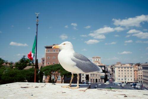 seagulls  rome  venice square