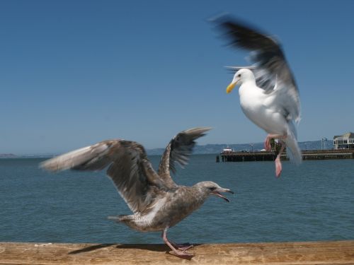 seagulls birds animals