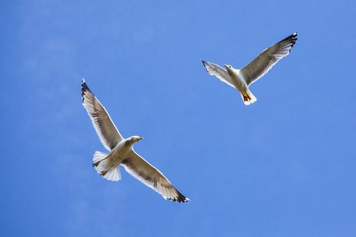 seagulls  sky  birds