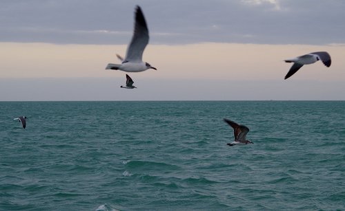 seagulls  seagull  sea