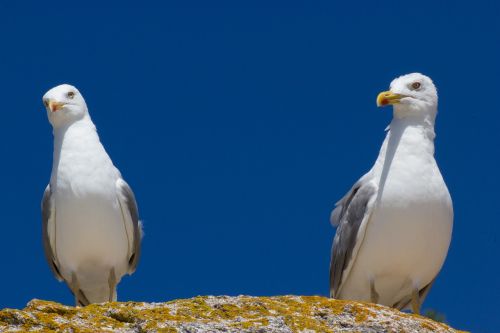 seagulls animal ave