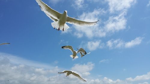 seagulls gull birds