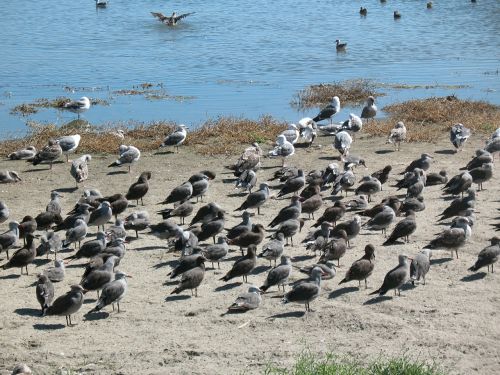 seagulls flock beach