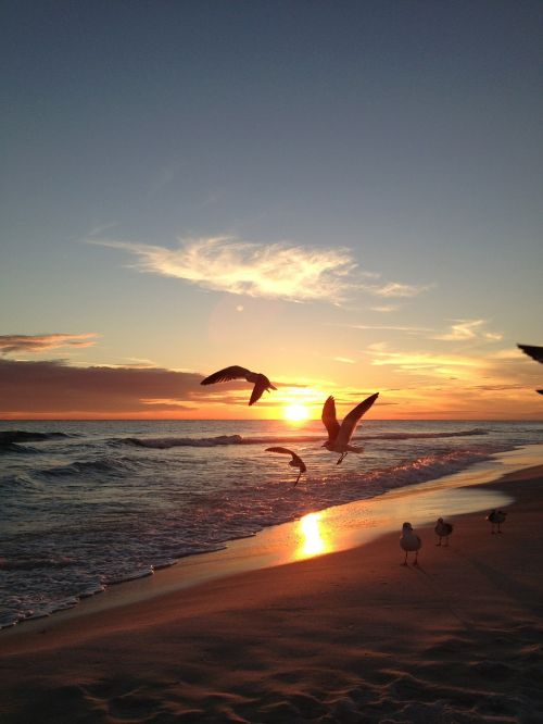 seagulls sunset beach