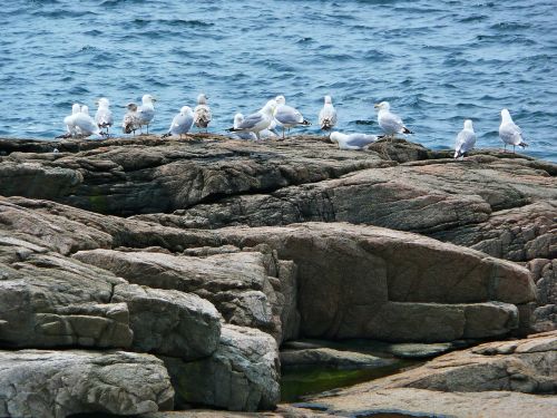 seagulls birds shoreline