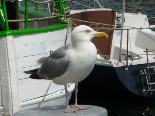 seagulls sea coast