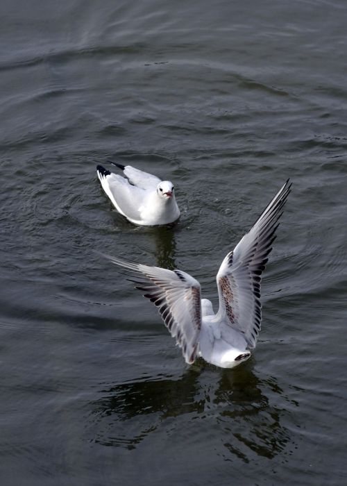 seagulls birds wings