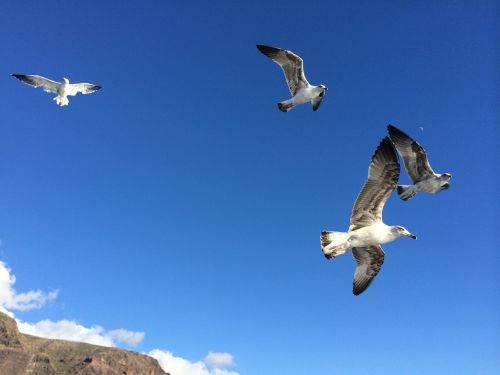 seagulls sea air