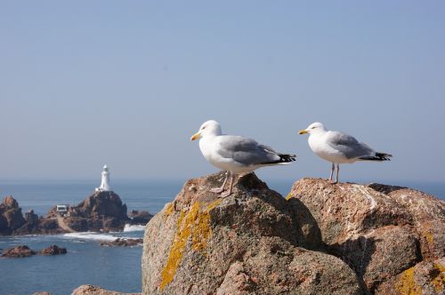 seagulls rocks birds