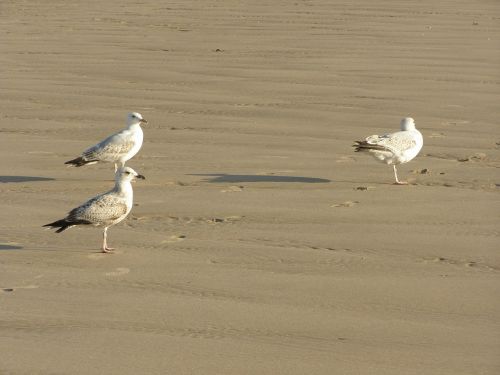 seagulls birds beach