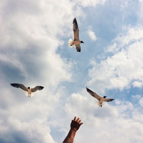seagulls sky bird