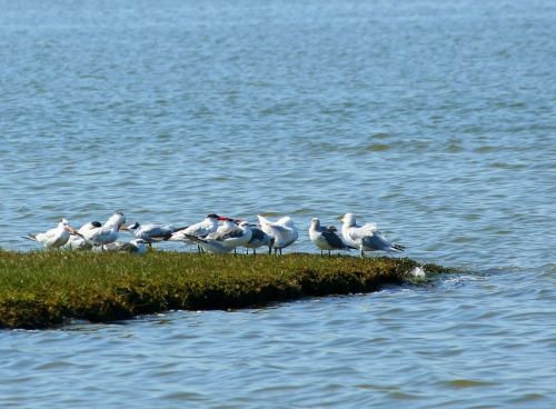 seagulls terns sea birds