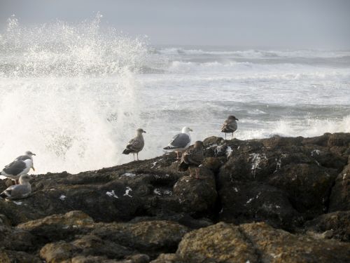 seagulls birds waves