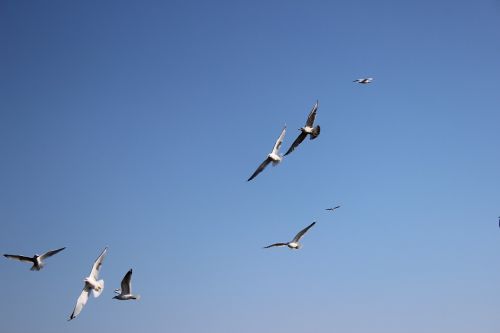 seagulls norway birds