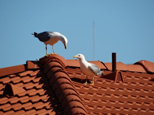 seagulls birds love