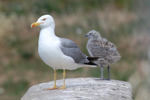 seagulls puppies birds