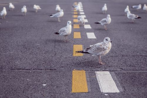 seagulls birds pavement