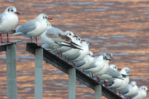 seagulls birds bird