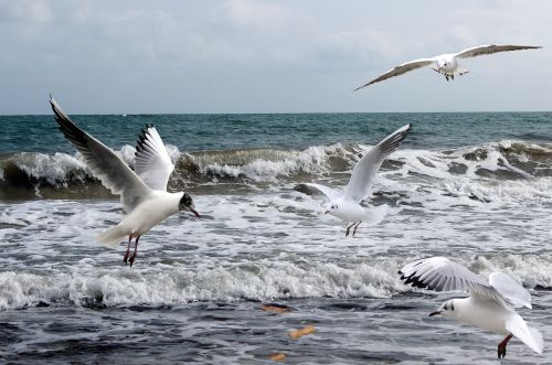 seagulls sea ocean