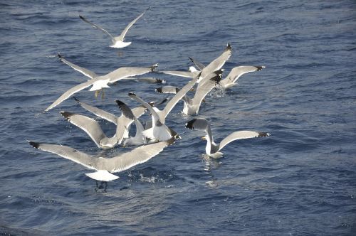 seagulls birds bird flight
