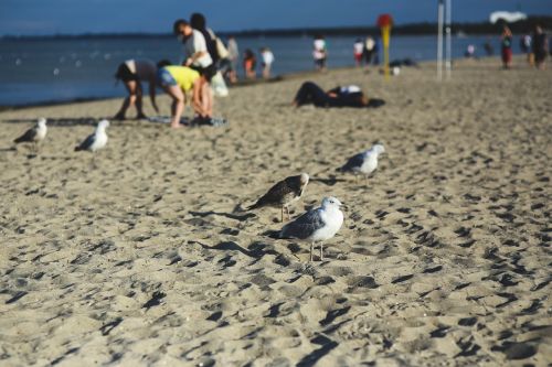 seagulls birds sand
