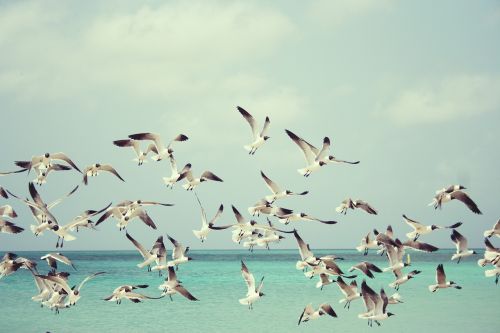 seagulls beach bird