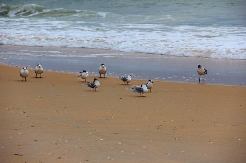 seagulls birds beach