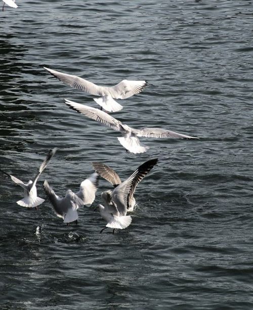 seagulls flight sea