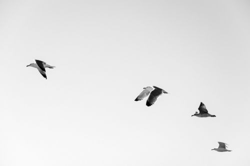 seagulls flock birds