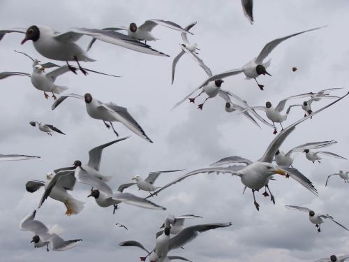 seagulls birds seagull