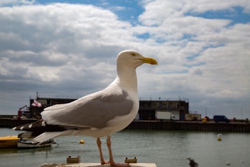 Seagulls In The Sea