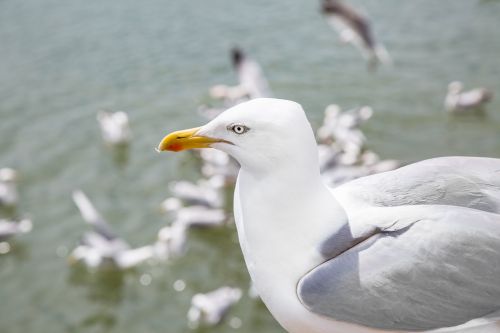 Seagulls In The Sea