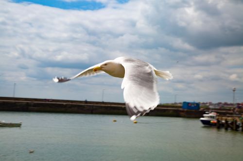 Seagulls In The Sea