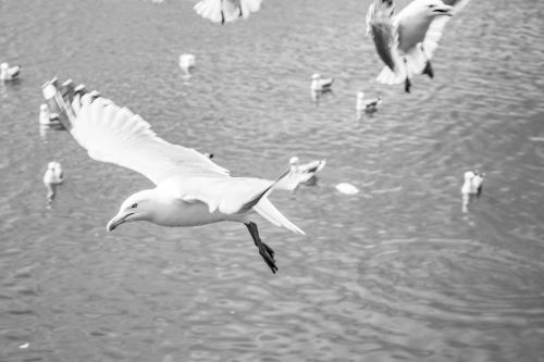 Seagulls In The Sea