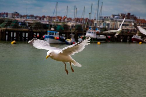 Seagulls In The Sea