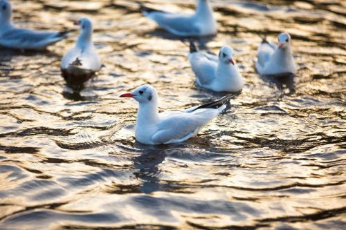 Seagulls In The Sea