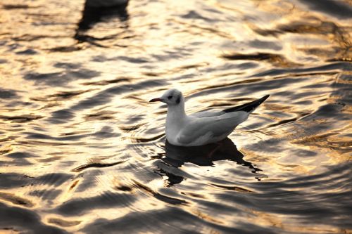 Seagulls In The Sea