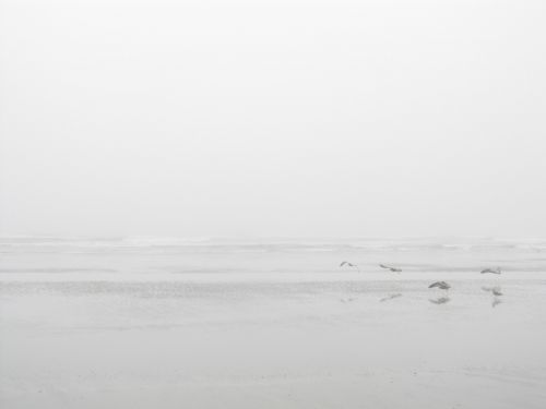 Seagulls On A Misty Beach