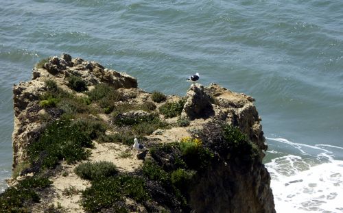 Seagulls On Rock In Ocean