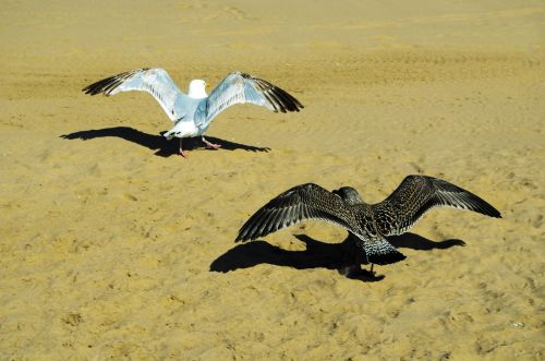 Seagulls